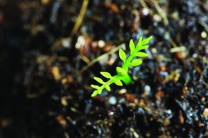 网站SEO优化网站重复内容处理技巧避免惩罚